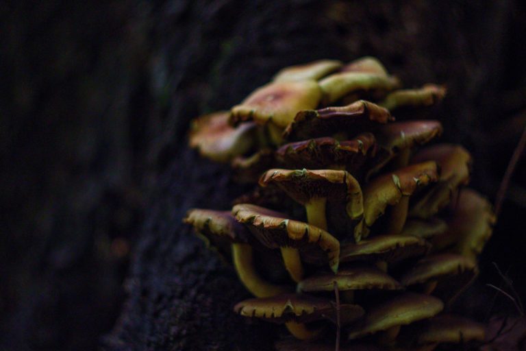 Read more about the article Leśne krajobrazy jesienią – Forest landscapes in autumn